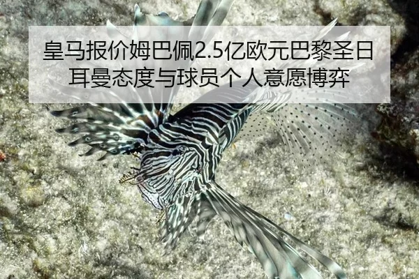 huang-ma-bao-jia-mu-ba-pei-yi-ou-yuan-ba-li-sheng-ri-er-man-tai-du-yu-qiu-yuan-ge-ren-yi-yuan-bo-yi-2-830.jpg